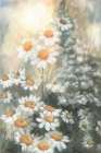 Daisy Dreams Art Print