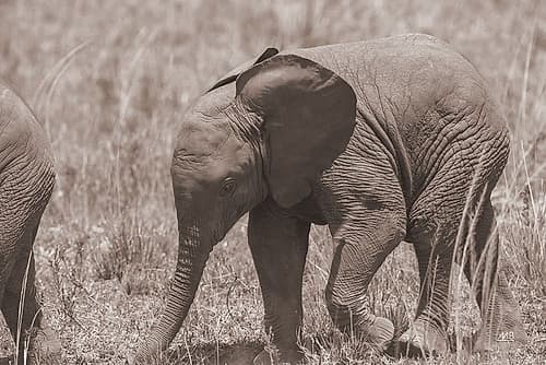 Kenyan Elephant Animals Print