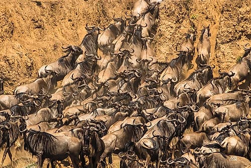 Kenyan Herd I Art Print