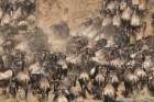 Kenyan Herd II Art Print