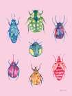 Beetle Chart Bright Art Print