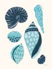 My Tropical Shell Collection I v2 Art Print