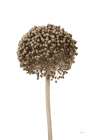 Allium II Art Print