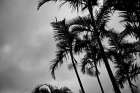 Bamboo Palms Art Print