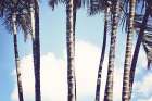 Palms Art Print