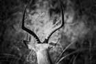 Impala Ram Horns Art Print