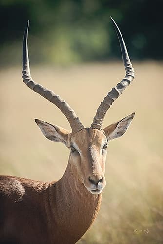 Impala Ram I Photography Print