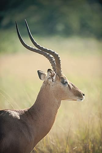 Impala Ram II Photography Print