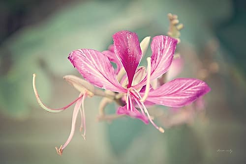 Butterfly Orchid Art Print