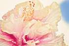Pink Hibiscus Art Print