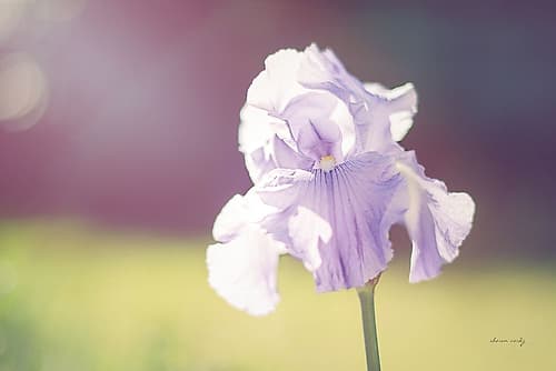 Purple Iris Art Print