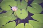Water Lilies Art Print