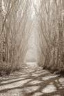 Tree Avenue Art Print