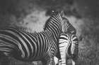 Zebra Love Art Print