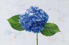 Bright Blue Hydrangea Art Print