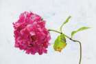 Bright Pink Hydrangea Art Print