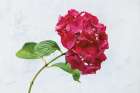 Bright Red Hydrangea Art Print