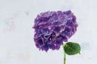 Bright Purple Hydrangea Art Print