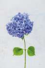 Cape Cod Hydrangea L Art Print