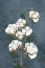 Vintage Stems of Cotton Denim Art Print