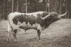 Longhorn Bull Sepia Art Print