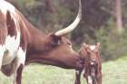 Longhorn Pasture Pair Art Print