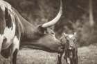 Longhorn Pasture Pair Sepia Art Print