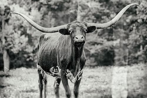 Longhorn Nosing Around Art Print