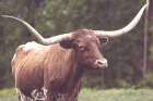 Longhorn Side Eye Art Print