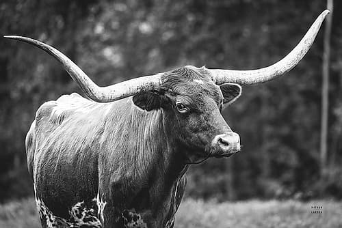 Longhorn Side Eye BW Art Print