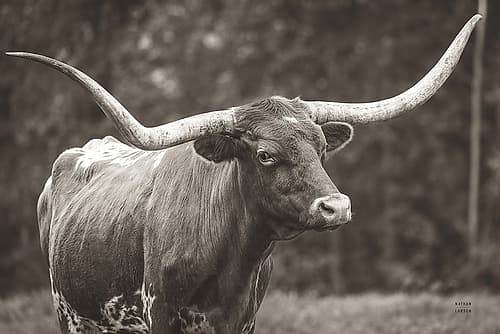 Longhorn Side Eye Sepia Animals Print