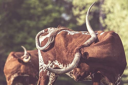 Longhorn Twist Animals Print