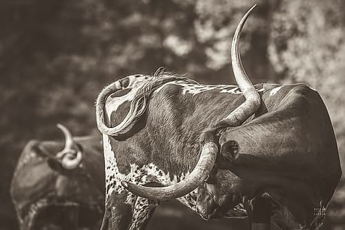 Longhorn Twist Sepia Animals Print