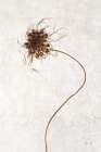 Dried Flower I Art Print
