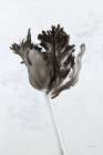 Sepia Tulip I Art Print