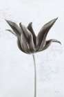 Sepia Tulip II Art Print