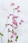 Pink Silene Art Print
