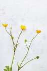 Three Buttercups Art Print