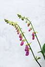 Bending Foxgloves Art Print