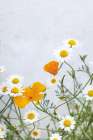 Daisies Art Print