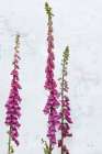 Foxgloves Art Print