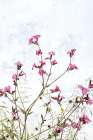 Pink Campion Art Print