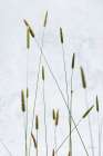 Timothy Grass Art Print