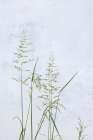 Yellow Oat Grass Art Print