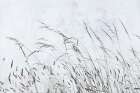 Meadow Grass I Art Print