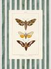 Vintage Moths Stripe I Art Print