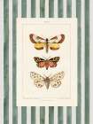 Vintage Moths Stripe II Art Print