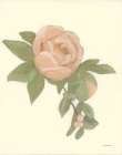 Sweet Peony Art Print