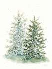 Winter Pine Art Print