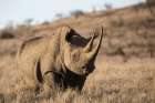Kenyan Rhino Art Print